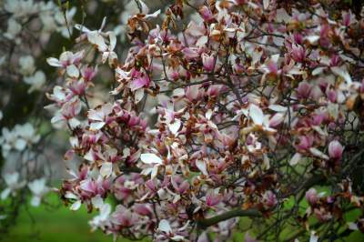 Słynny kasztanowiec pięknie się odradza, wawelskie magnolie cierpią - zdjęcie 14
