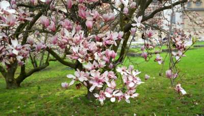 Słynny kasztanowiec pięknie się odradza, wawelskie magnolie cierpią - zdjęcie 9