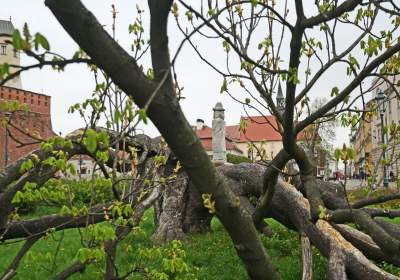 Słynny kasztanowiec pięknie się odradza, wawelskie magnolie cierpią - zdjęcie 4