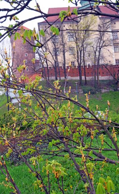 Słynny kasztanowiec pięknie się odradza, wawelskie magnolie cierpią - zdjęcie 3