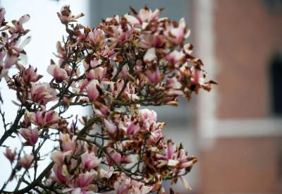 Słynny kasztanowiec pięknie się odradza, wawelskie magnolie cierpią - zdjęcie 16