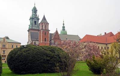 Słynny kasztanowiec pięknie się odradza, wawelskie magnolie cierpią - zdjęcie 6
