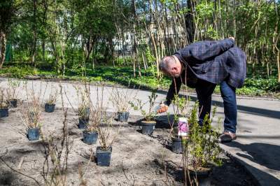 Pięknieje park Jalu Kurka, przybyło trochę nowych roślin - zdjęcie 5