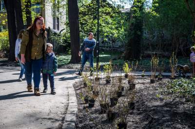 Pięknieje park Jalu Kurka, przybyło trochę nowych roślin - zdjęcie 3