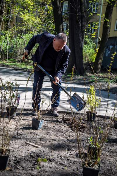 Pięknieje park Jalu Kurka, przybyło trochę nowych roślin - zdjęcie 11