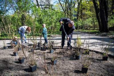 Pięknieje park Jalu Kurka, przybyło trochę nowych roślin - zdjęcie 13