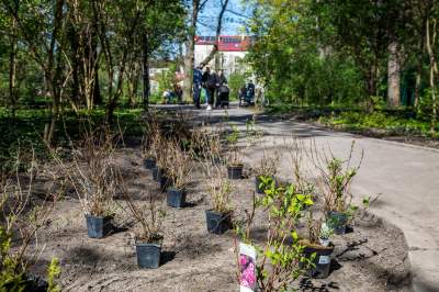Pięknieje park Jalu Kurka, przybyło trochę nowych roślin - zdjęcie 7