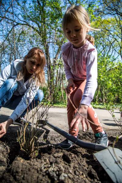 Pięknieje park Jalu Kurka, przybyło trochę nowych roślin - zdjęcie 17