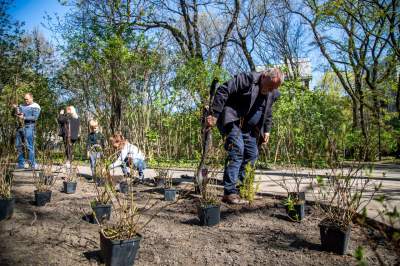 Pięknieje park Jalu Kurka, przybyło trochę nowych roślin - zdjęcie 14