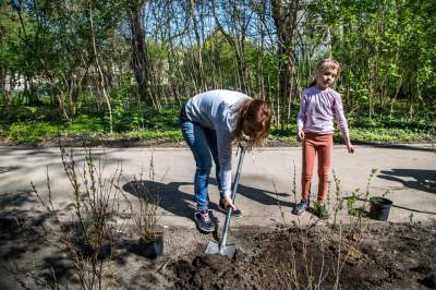 Pięknieje park Jalu Kurka, przybyło trochę nowych roślin - zdjęcie 15