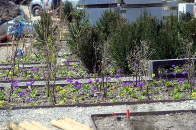 Wywalczony przez mieszkańców park nabiera realnych kształtów, będzie pięknie! - zdjęcie 27