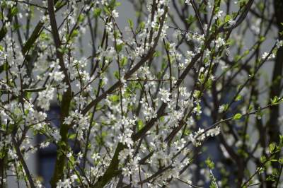 Wywalczony przez mieszkańców park nabiera realnych kształtów, będzie pięknie! - zdjęcie 35