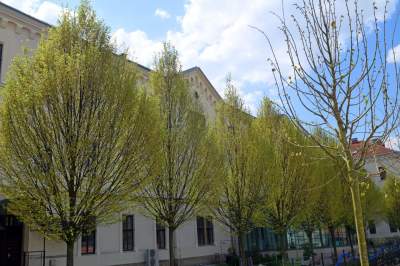 Wywalczony przez mieszkańców park nabiera realnych kształtów, będzie pięknie! - zdjęcie 10