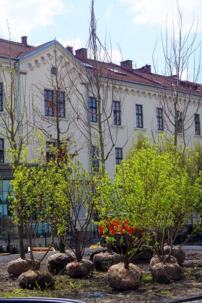 Wywalczony przez mieszkańców park nabiera realnych kształtów, będzie pięknie! - zdjęcie 29