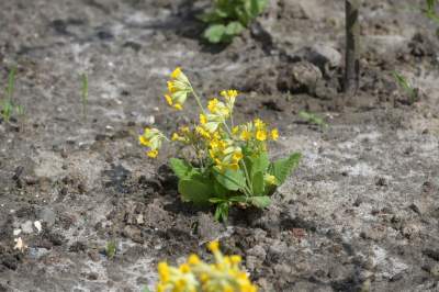Wywalczony przez mieszkańców park nabiera realnych kształtów, będzie pięknie! - zdjęcie 33