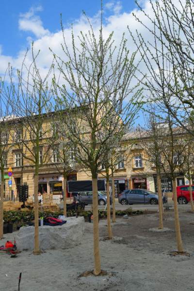 Wywalczony przez mieszkańców park nabiera realnych kształtów, będzie pięknie! - zdjęcie 6