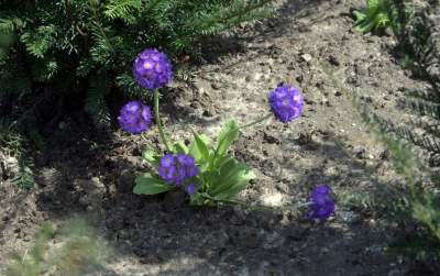 Wywalczony przez mieszkańców park nabiera realnych kształtów, będzie pięknie! - zdjęcie 31