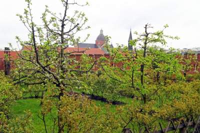 Wiosna w ogrodach wawelskich, znów będzie można zwiedzać - zdjęcie 16
