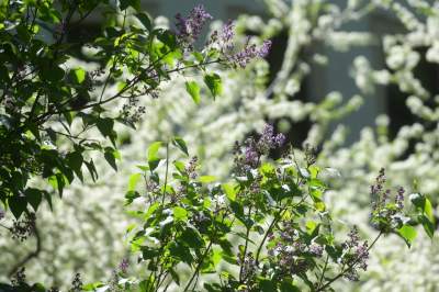 Kraków tonie w kwiatach, prawdopodobnie najładniejsza pora roku w mieście - zdjęcie 2
