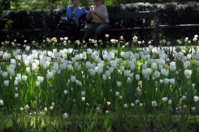 Kraków tonie w kwiatach, prawdopodobnie najładniejsza pora roku w mieście - zdjęcie 31