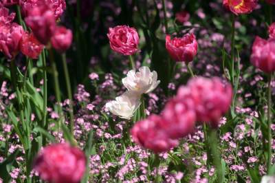Kraków tonie w kwiatach, prawdopodobnie najładniejsza pora roku w mieście - zdjęcie 10