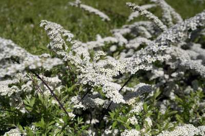 Kraków tonie w kwiatach, prawdopodobnie najładniejsza pora roku w mieście - zdjęcie 21