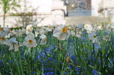 Kraków tonie w kwiatach, prawdopodobnie najładniejsza pora roku w mieście - zdjęcie 25