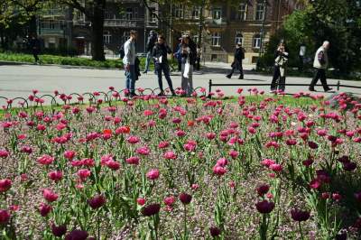 Kraków tonie w kwiatach, prawdopodobnie najładniejsza pora roku w mieście - zdjęcie 14