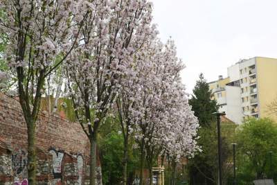 Kraków tonie w kwiatach, prawdopodobnie najładniejsza pora roku w mieście - zdjęcie 36