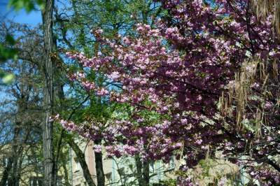 Kraków tonie w kwiatach, prawdopodobnie najładniejsza pora roku w mieście - zdjęcie 24