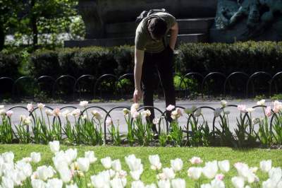 Kraków tonie w kwiatach, prawdopodobnie najładniejsza pora roku w mieście - zdjęcie 28
