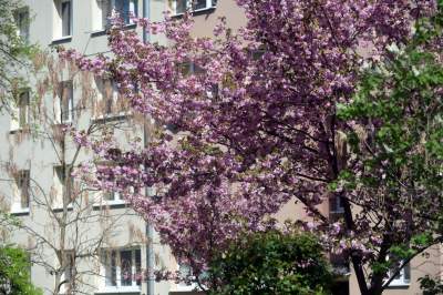 Kraków tonie w kwiatach, prawdopodobnie najładniejsza pora roku w mieście - zdjęcie 22