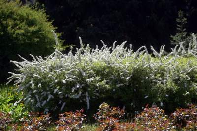 Kraków tonie w kwiatach, prawdopodobnie najładniejsza pora roku w mieście - zdjęcie 20