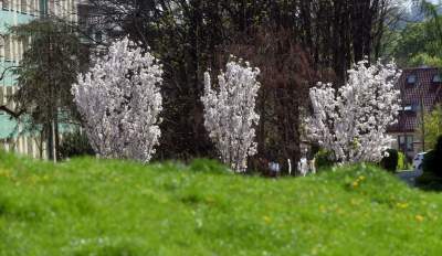 Kraków tonie w kwiatach, prawdopodobnie najładniejsza pora roku w mieście - zdjęcie 23