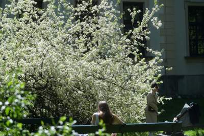 Kraków tonie w kwiatach, prawdopodobnie najładniejsza pora roku w mieście - zdjęcie 1