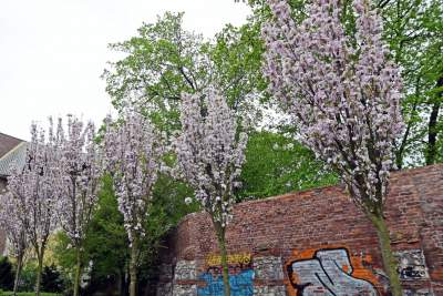 Kraków tonie w kwiatach, prawdopodobnie najładniejsza pora roku w mieście - zdjęcie 35