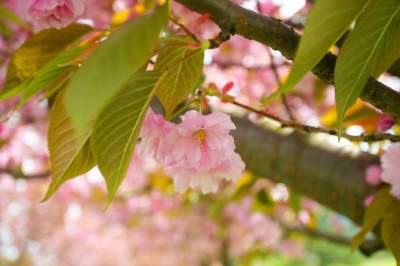 Kto jeszcze nie zrobił sobie zdjęcia w "japońskiej alei"? Nie potrwa to długo - zdjęcie 14