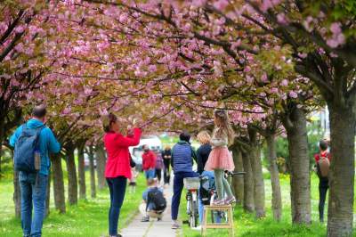 Kto jeszcze nie zrobił sobie zdjęcia w "japońskiej alei"? Nie potrwa to długo - zdjęcie 25