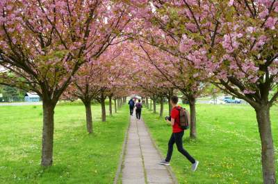 Kto jeszcze nie zrobił sobie zdjęcia w "japońskiej alei"? Nie potrwa to długo - zdjęcie 21