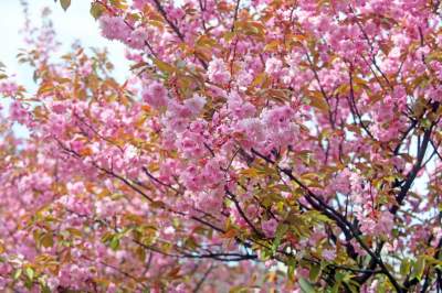 Kto jeszcze nie zrobił sobie zdjęcia w "japońskiej alei"? Nie potrwa to długo - zdjęcie 11