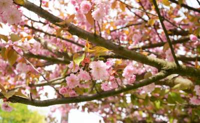 Kto jeszcze nie zrobił sobie zdjęcia w "japońskiej alei"? Nie potrwa to długo - zdjęcie 2