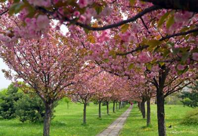Kto jeszcze nie zrobił sobie zdjęcia w "japońskiej alei"? Nie potrwa to długo - zdjęcie 13