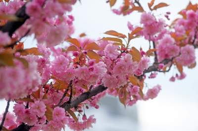 Kto jeszcze nie zrobił sobie zdjęcia w "japońskiej alei"? Nie potrwa to długo - zdjęcie 9
