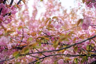 Kto jeszcze nie zrobił sobie zdjęcia w "japońskiej alei"? Nie potrwa to długo - zdjęcie 10