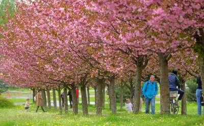 Kto jeszcze nie zrobił sobie zdjęcia w "japońskiej alei"? Nie potrwa to długo - zdjęcie 24