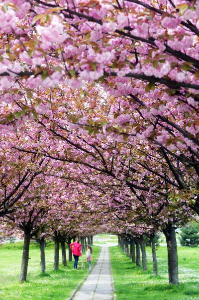 Kto jeszcze nie zrobił sobie zdjęcia w "japońskiej alei"? Nie potrwa to długo - zdjęcie 4