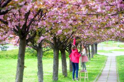 Kto jeszcze nie zrobił sobie zdjęcia w "japońskiej alei"? Nie potrwa to długo - zdjęcie 7