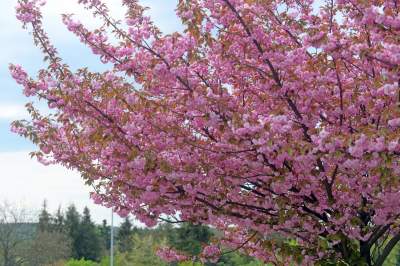 Kto jeszcze nie zrobił sobie zdjęcia w "japońskiej alei"? Nie potrwa to długo - zdjęcie 5