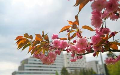 Kto jeszcze nie zrobił sobie zdjęcia w "japońskiej alei"? Nie potrwa to długo - zdjęcie 15