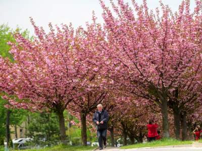 Kto jeszcze nie zrobił sobie zdjęcia w "japońskiej alei"? Nie potrwa to długo - zdjęcie 27